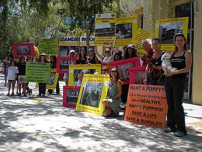 protest - picture
