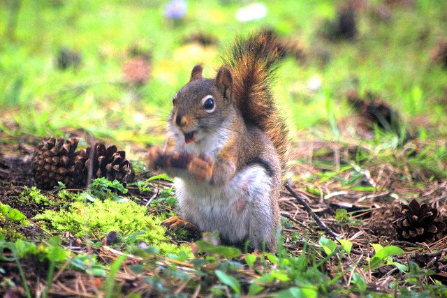 squirrel hunt