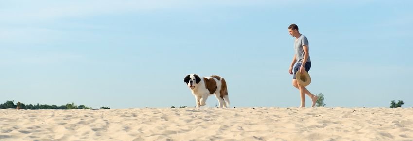 Man walking his giant St. Bernard puppy in nature