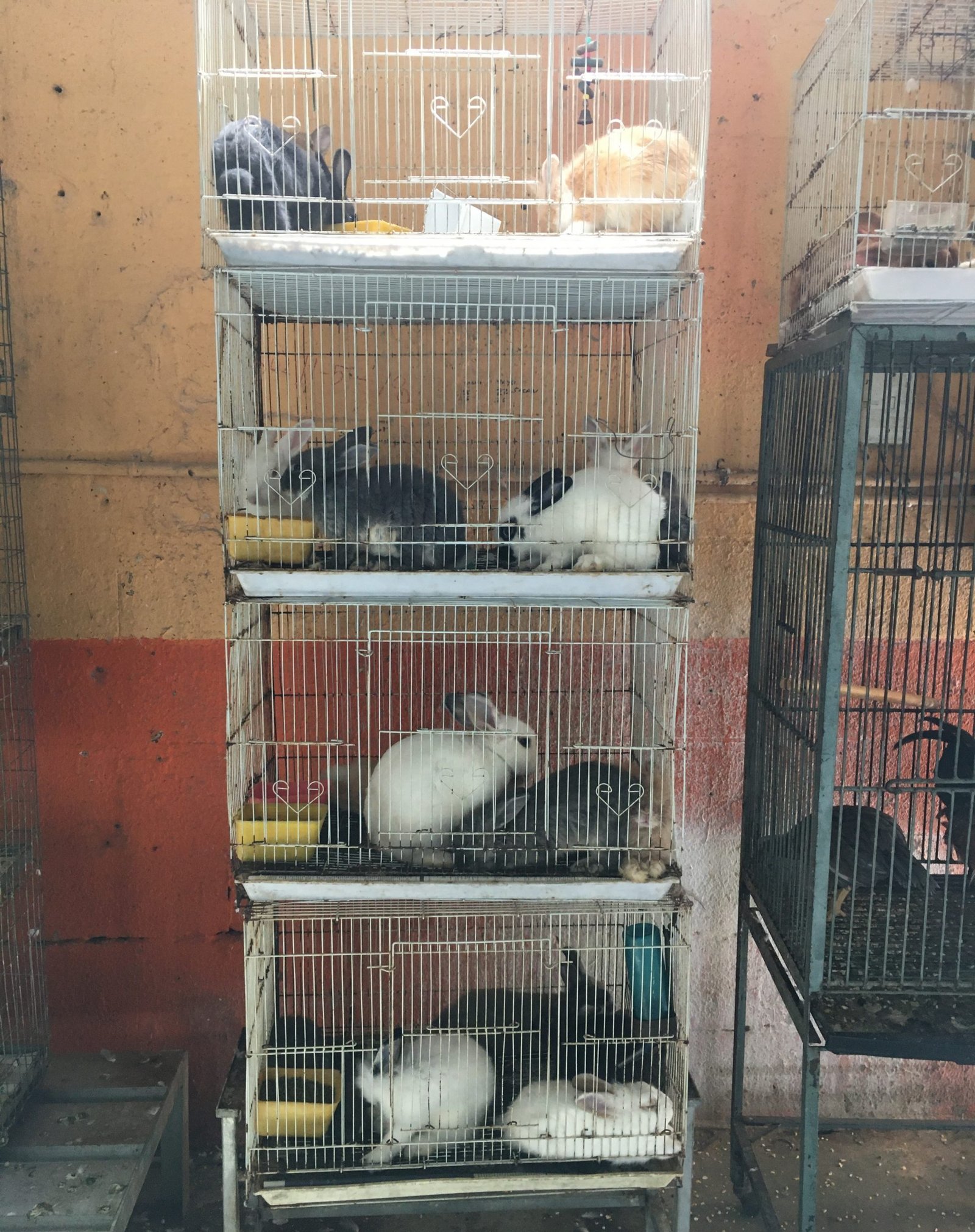 Why CAPS Fought for the Abused Vesterberg Animals Companion Animal