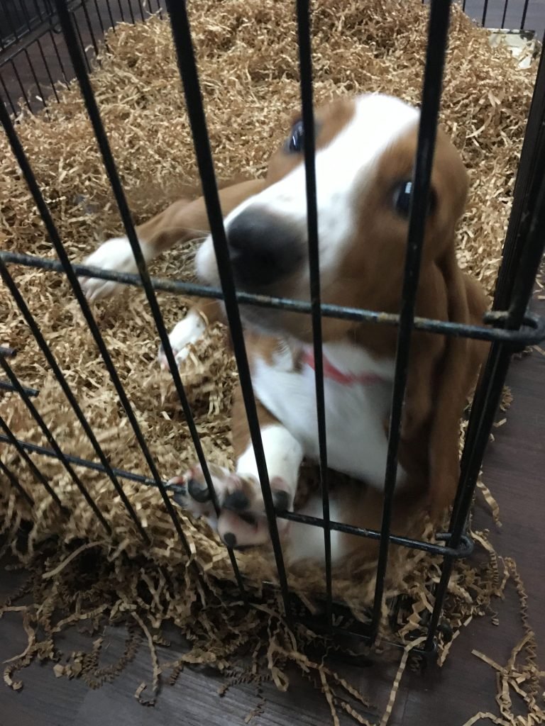 All About Puppies in Florida