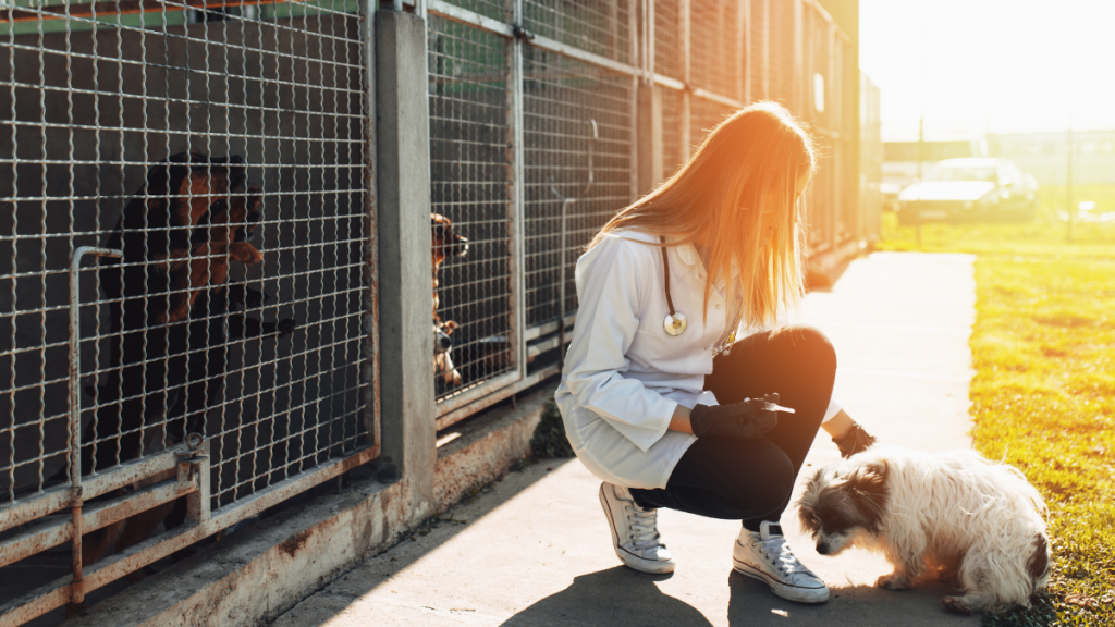 dog shelter