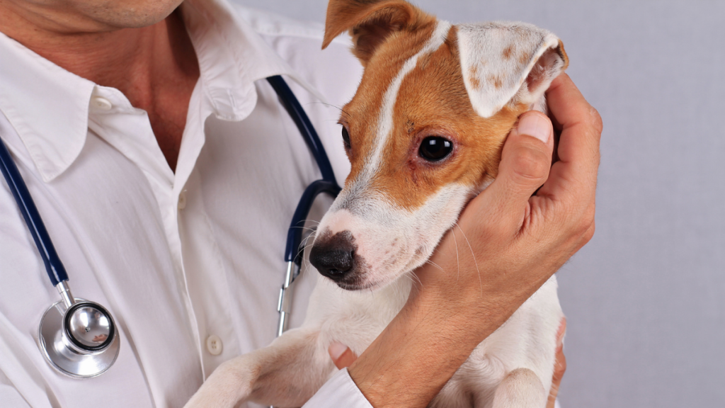 vet caring for a dog