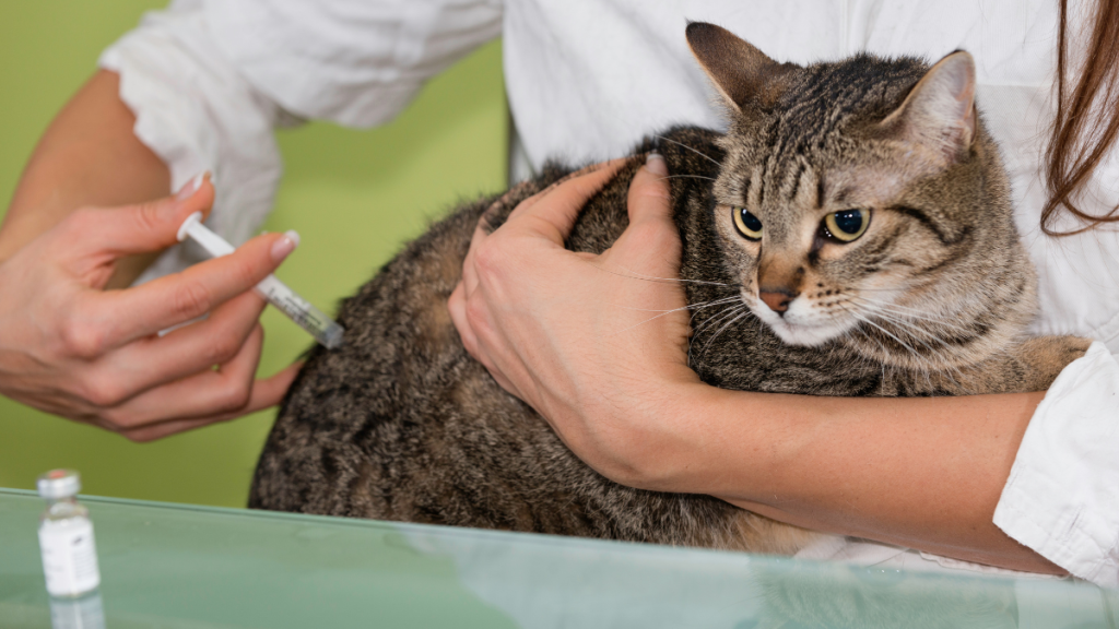 Cat getting vaccinated