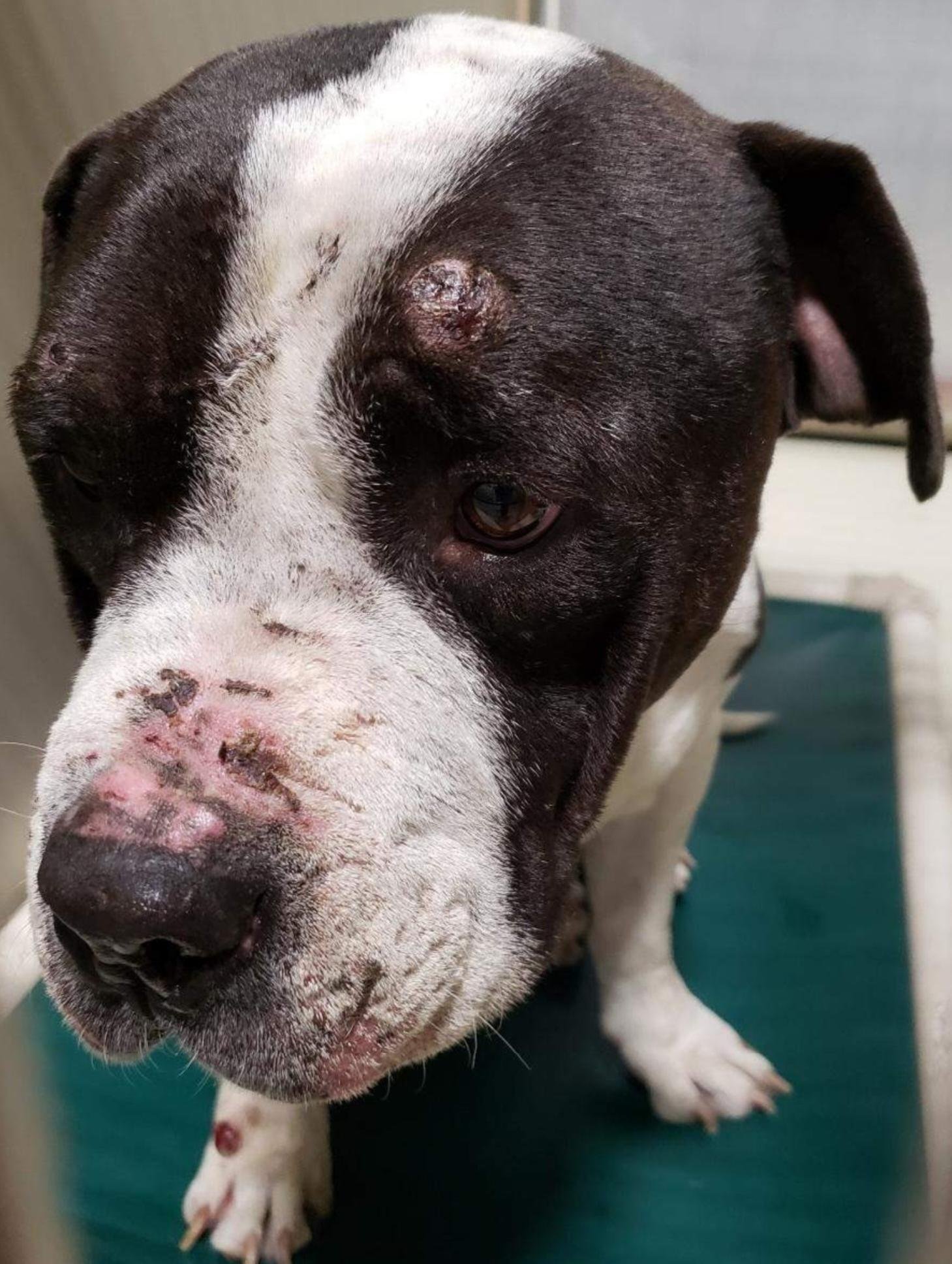 CAPS Saves AtRisk Shelter Dogs Companion Animal Protection Society