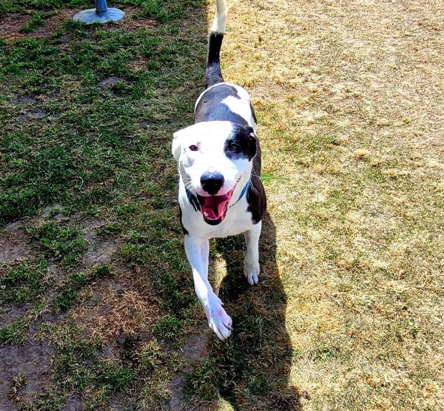 CAPS Saves AtRisk Shelter Dogs Companion Animal Protection Society